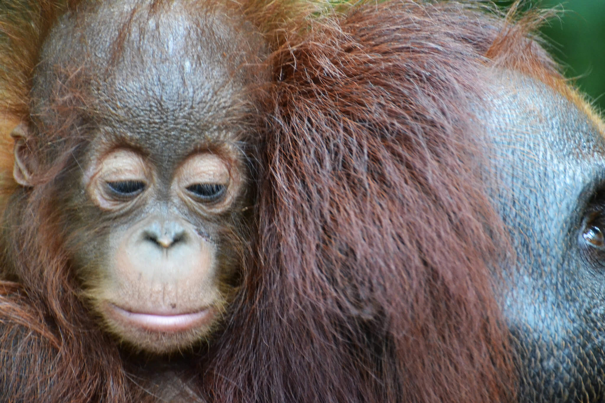Tanjung Puting Nationalpark image