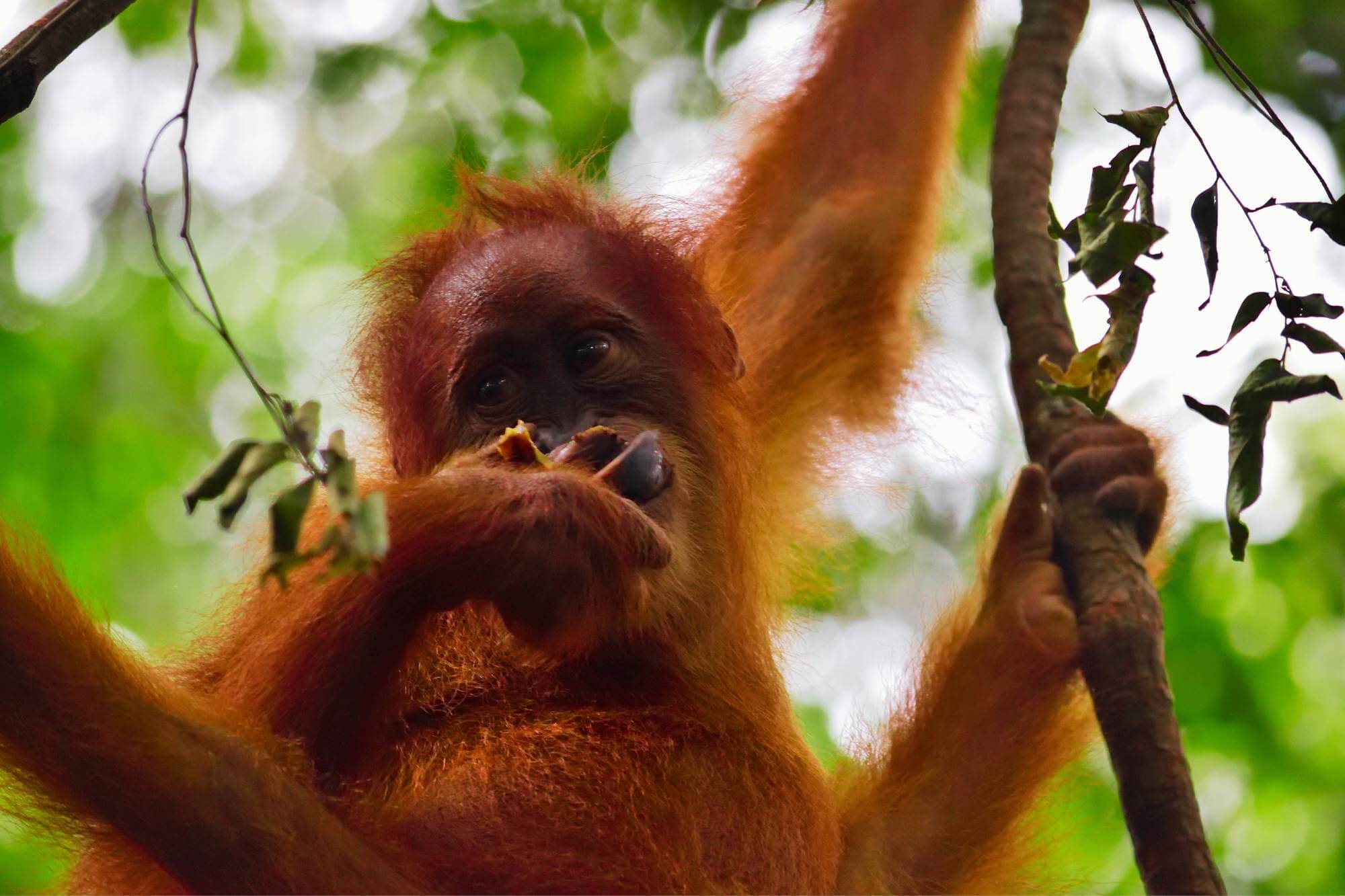 Orang-Utan Safari im Tanjung Puting Nationalpark image