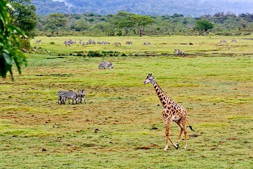 Arusha image