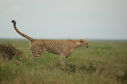 Serengeti Seronera image