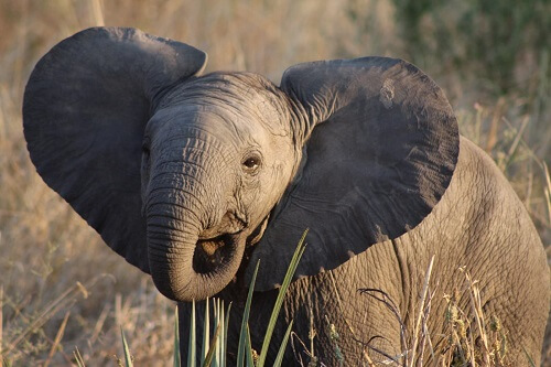Tarangire Nationalpark image