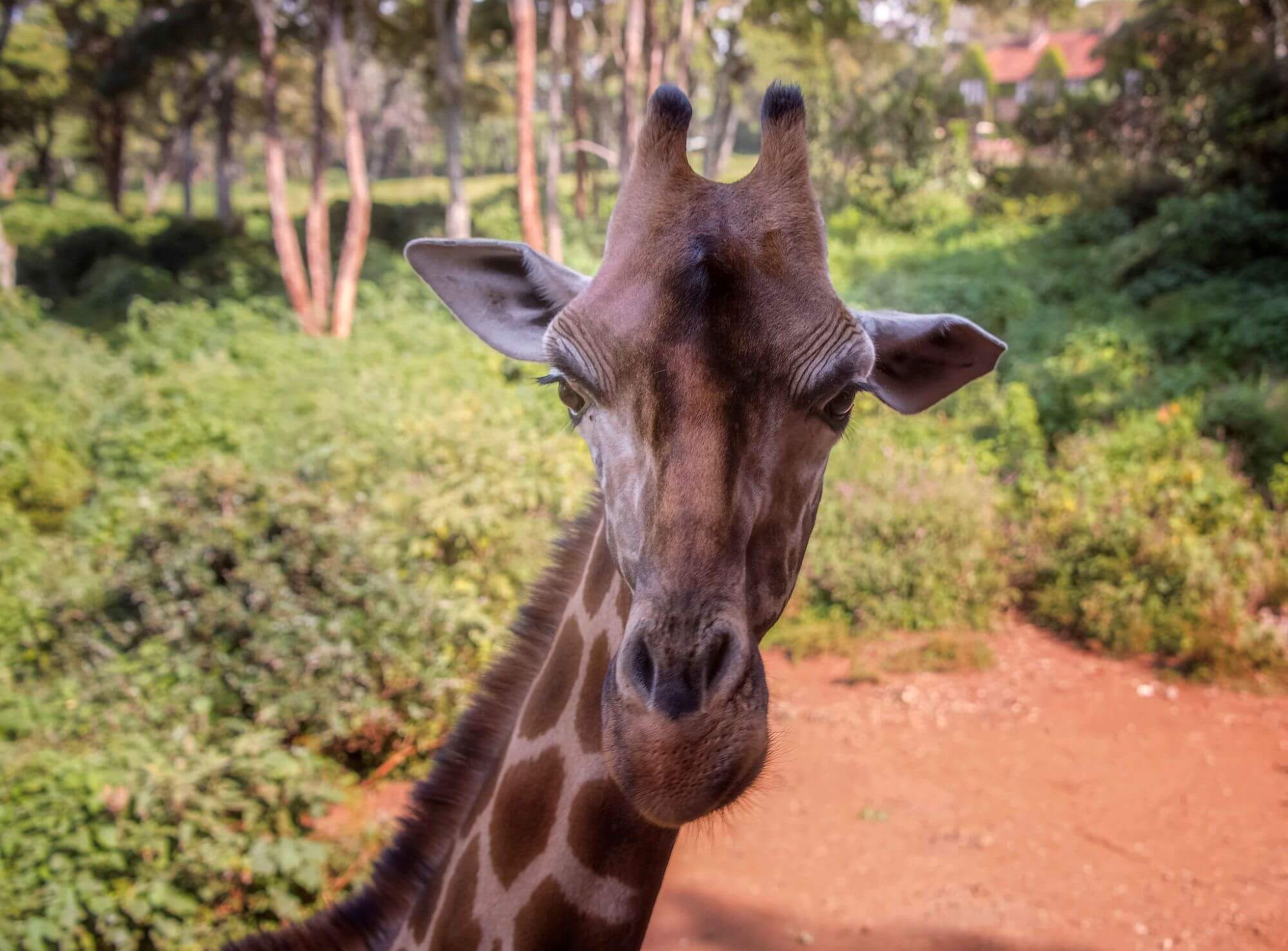 Willkommen in Kenia image