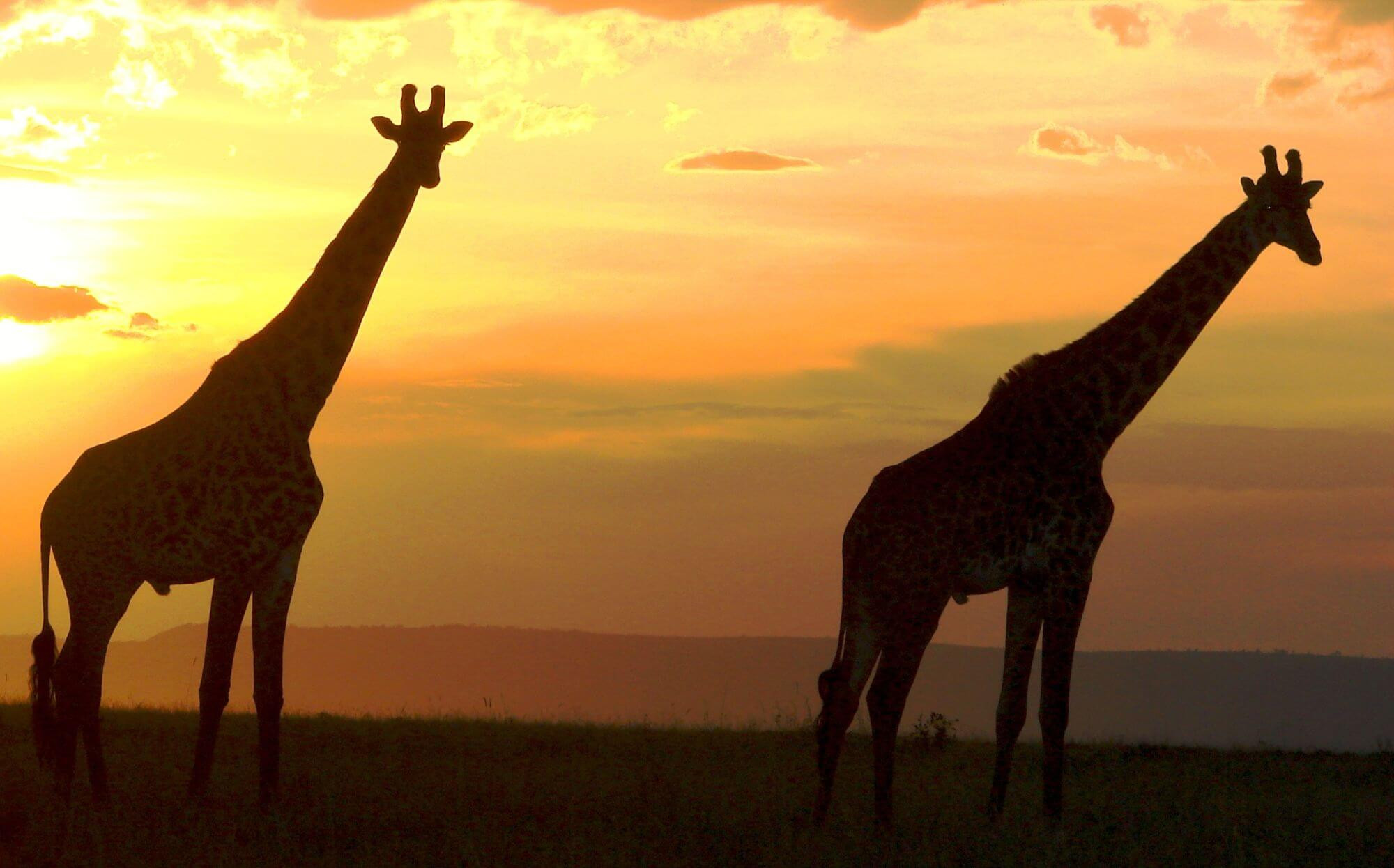 Kenia und Tansania: das Beste von Ostafrika image