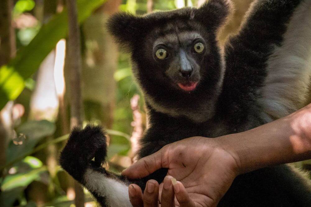 Aye Ayues in freier Wildbahn image