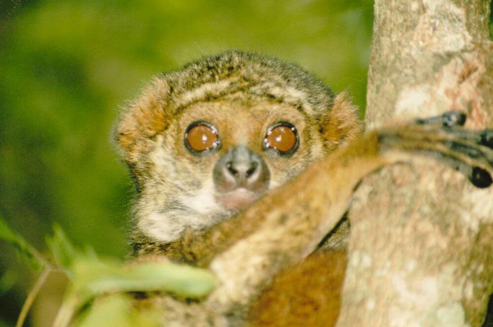 Der Bambuslemur von Ranomafana image