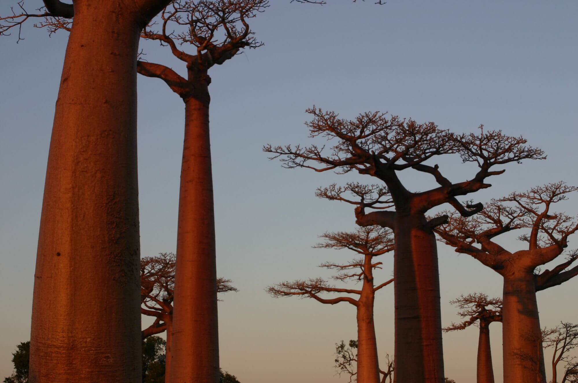 Die Baobabs Allee image