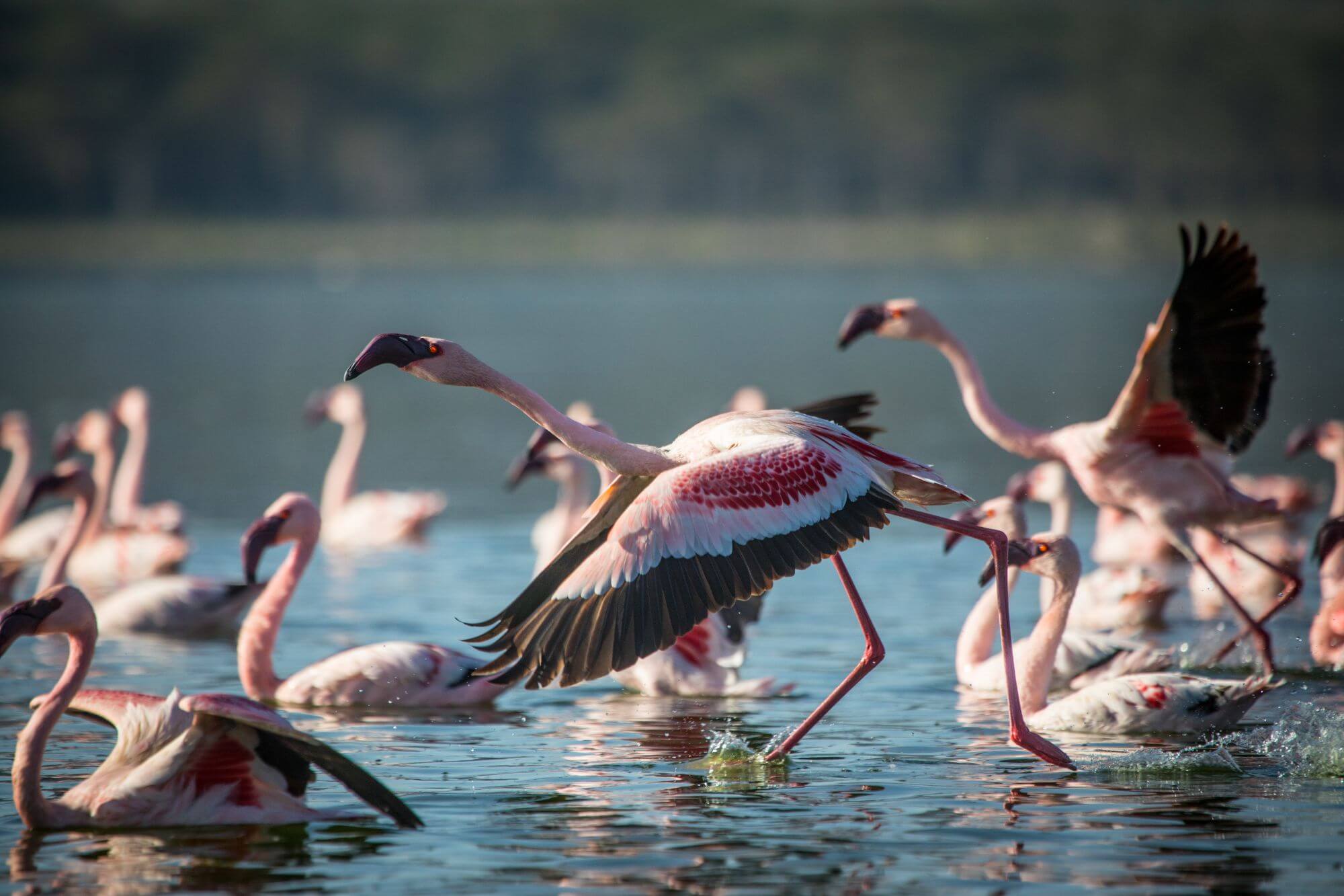 Lake Naivasha image