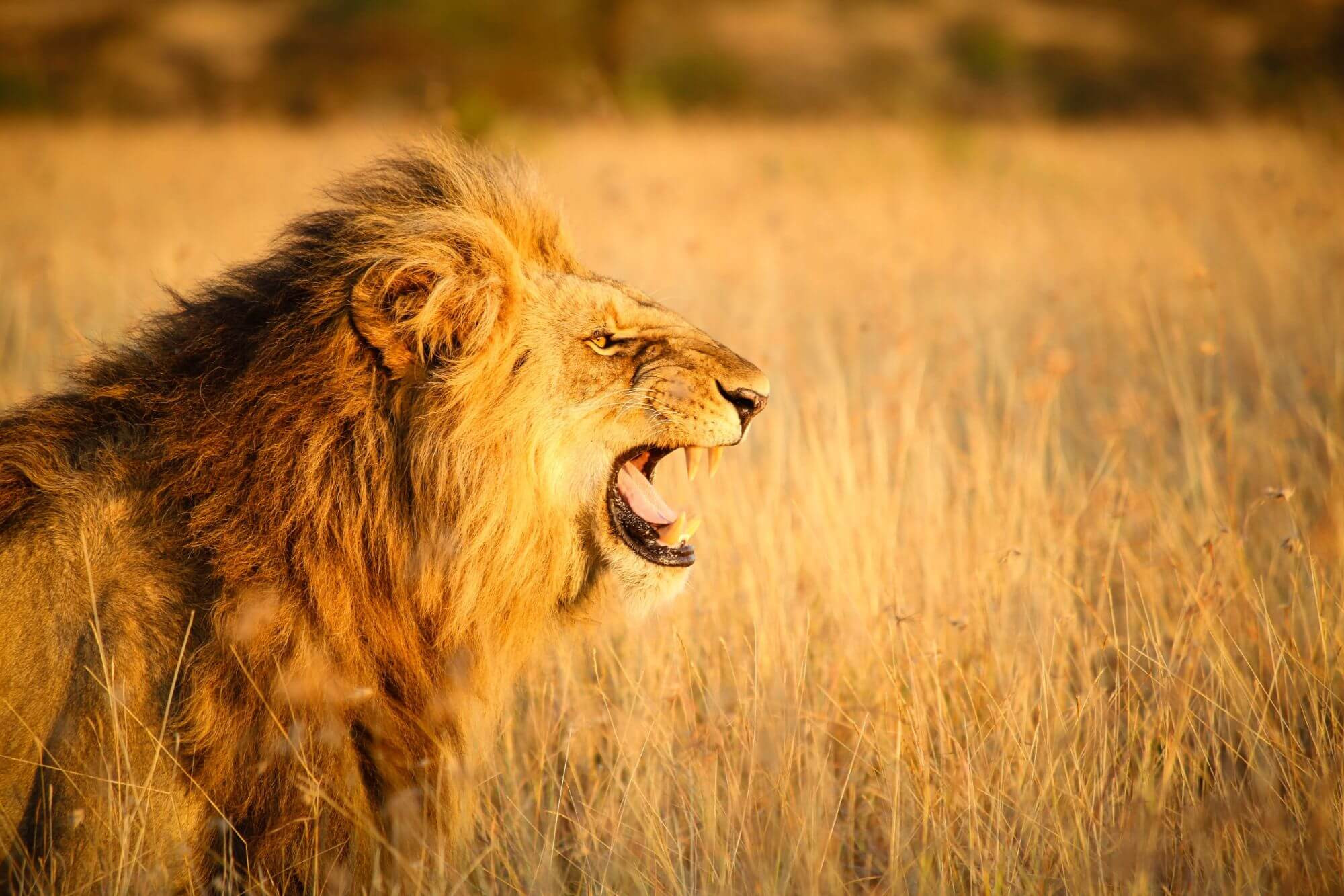 Masai Mara, Kilimanjaro und die roten Elefanten von Tsavo image