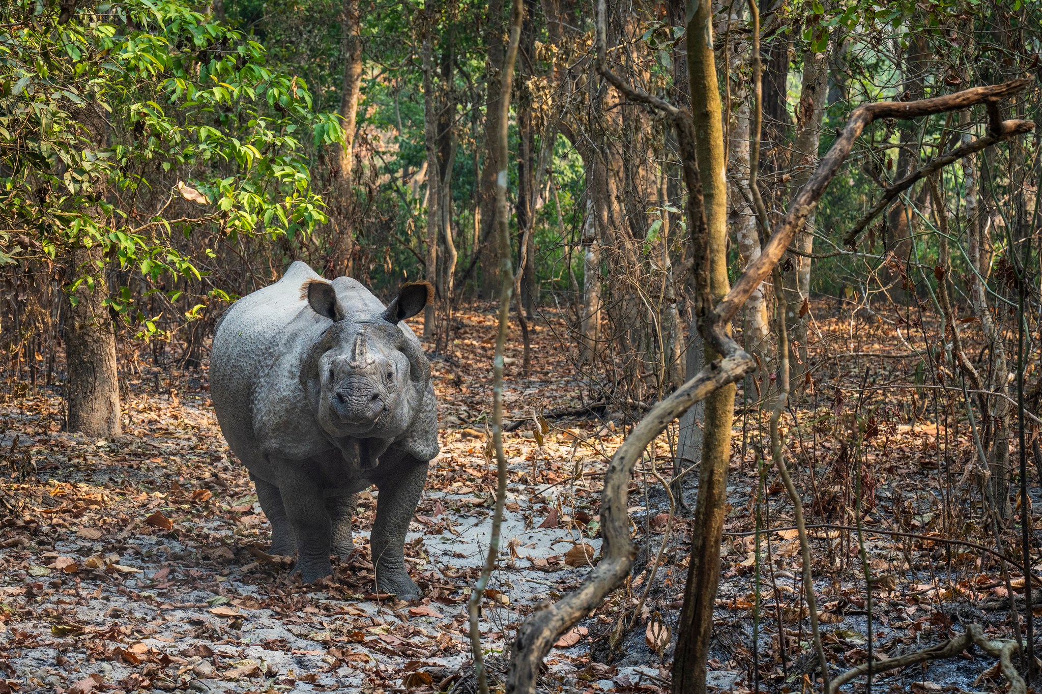 Panzernashörner und Elefanten im Chitwan Nationalpark image