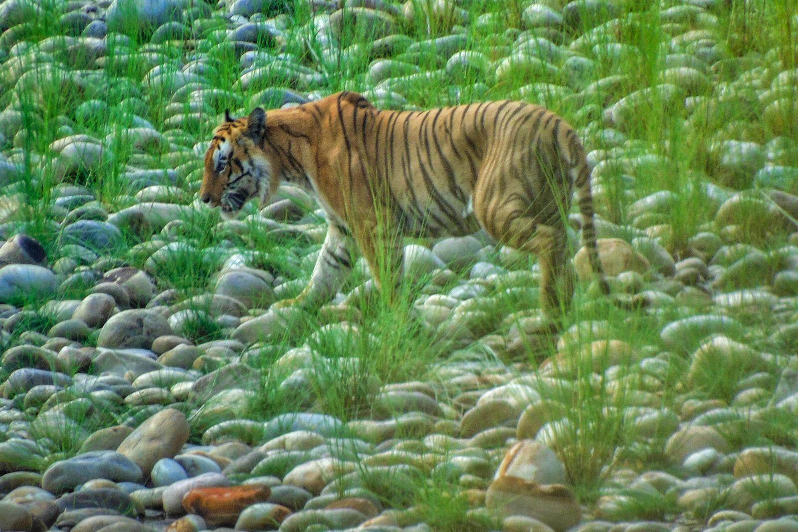 Tigersafari im Bardiya Nationalpark image