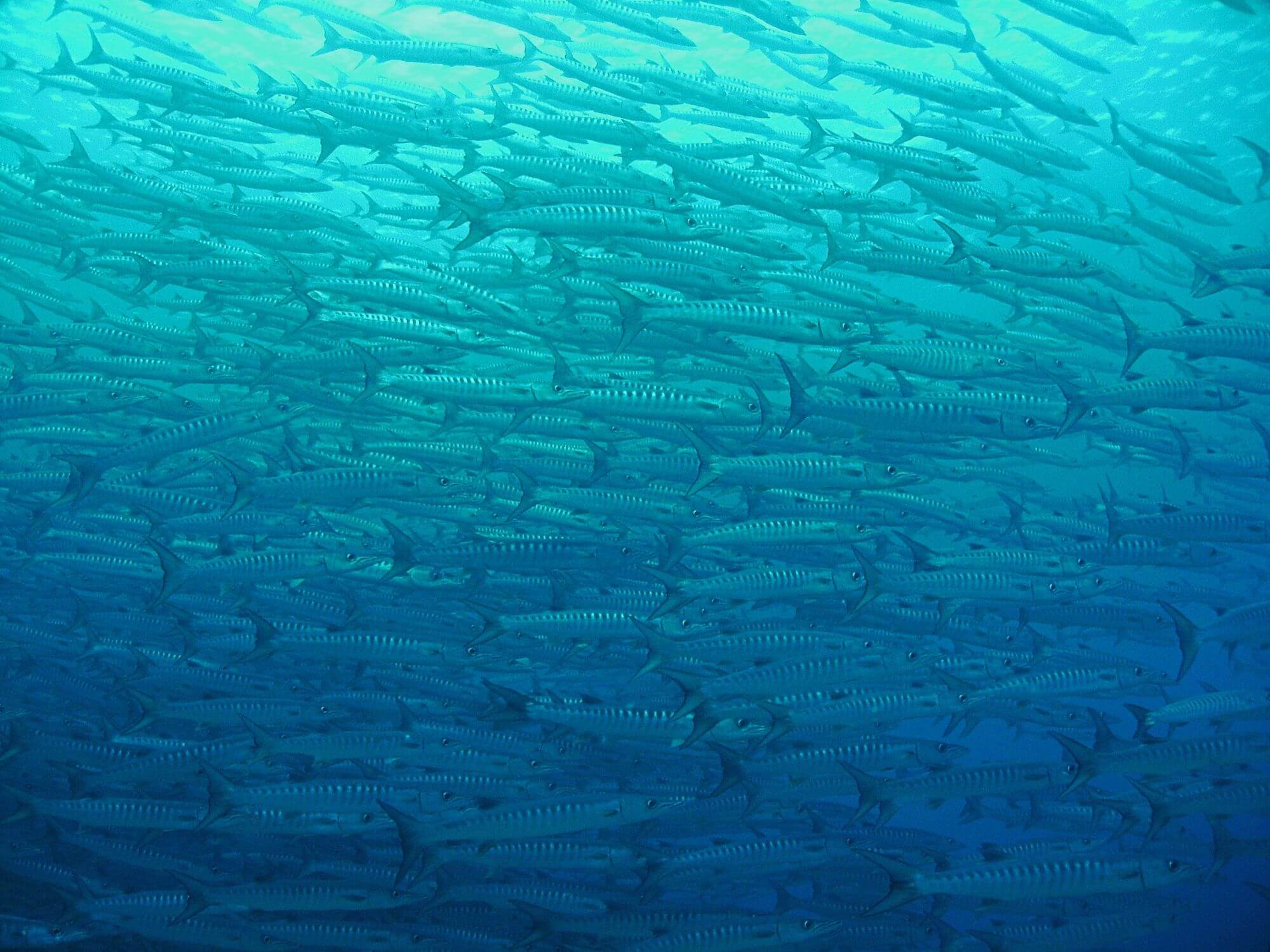 Maratua Atoll image