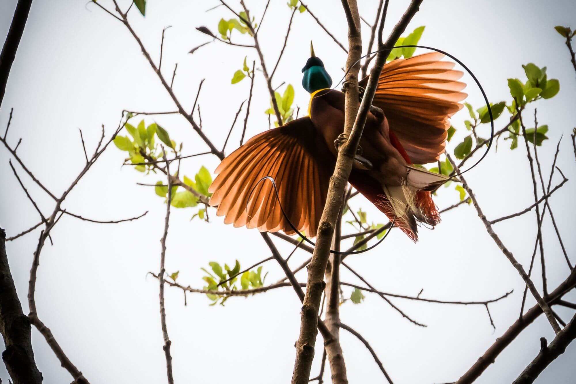 Auf der Suche des Welt schönsten Vogel image
