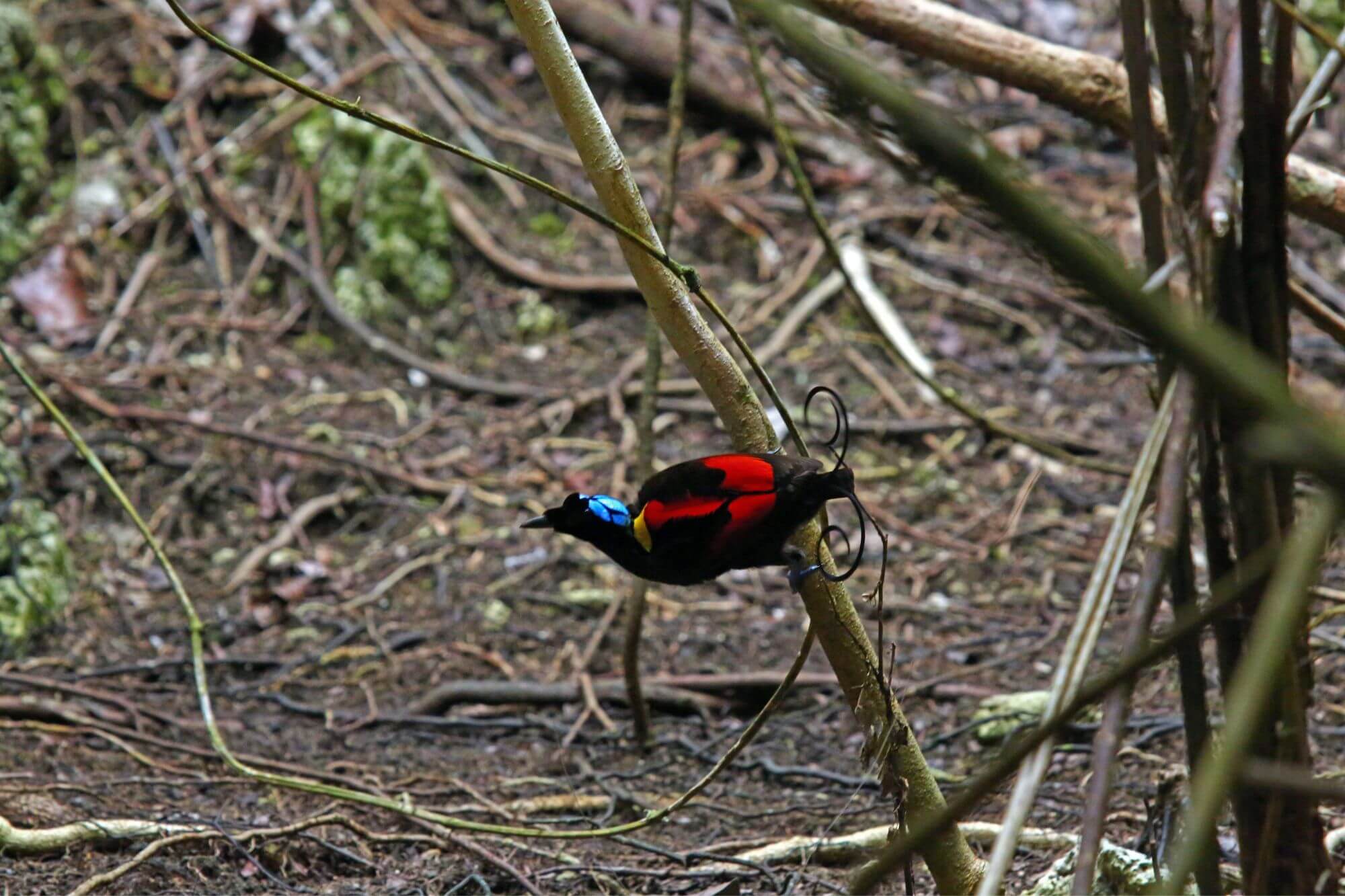 Auf der Suche des Welt schönsten Vogel image