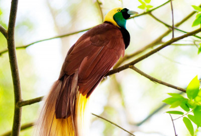 Papua Bird of Paradise Expedition image