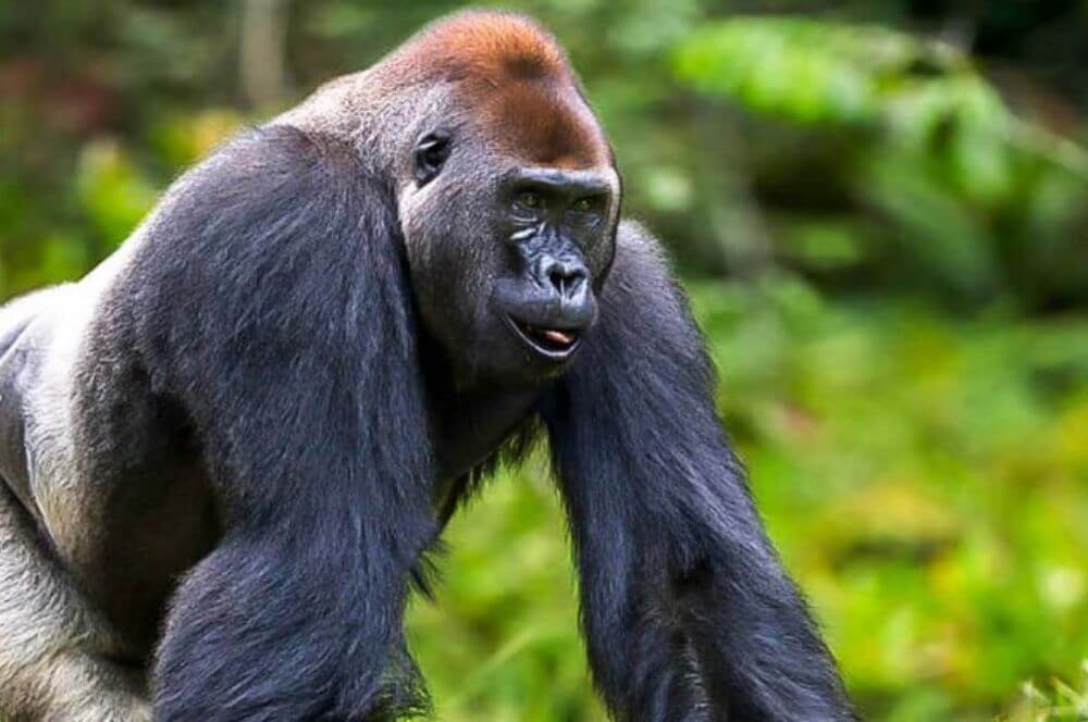 Die östlichen Flachlandgorillas von Kongo image
