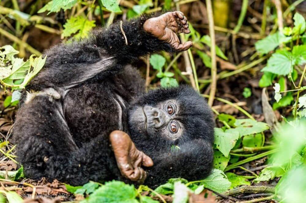Über die Grenze nach Kongo image