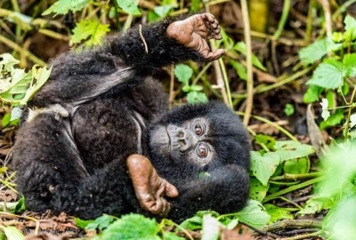 Ruanda und Kongo Virunga Primatensafari image