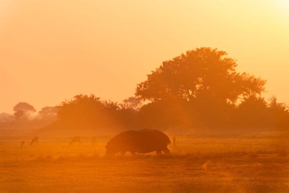 Die Safari kann beginnen! image