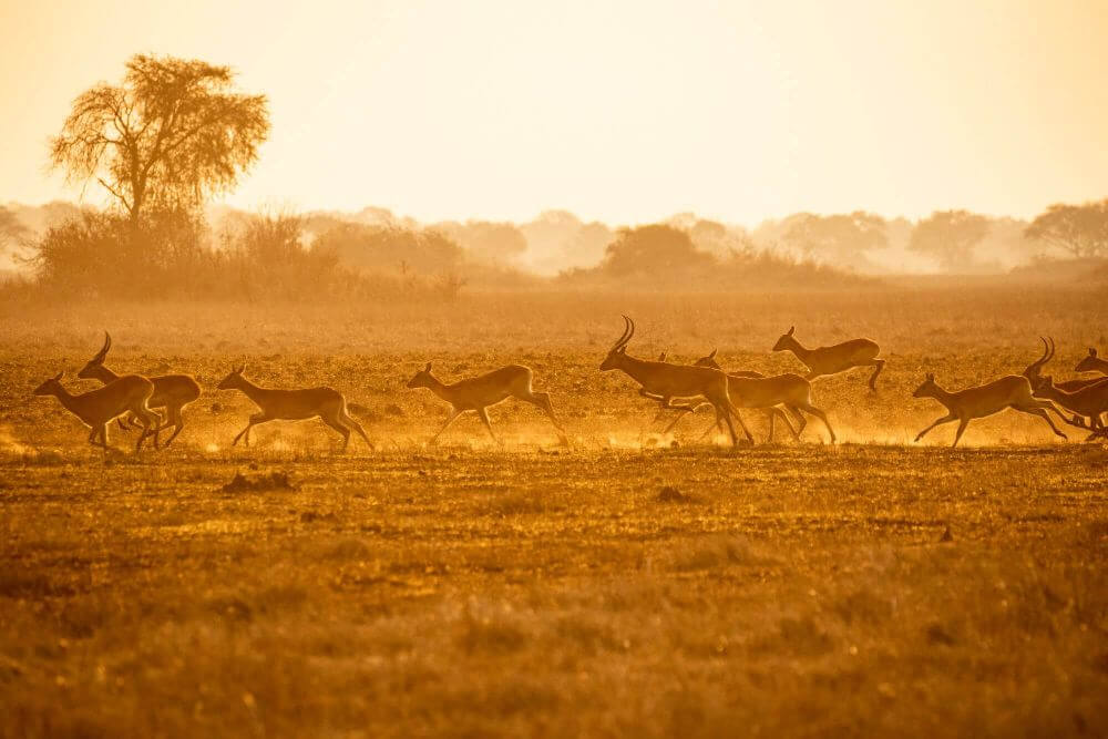 Lusaka image