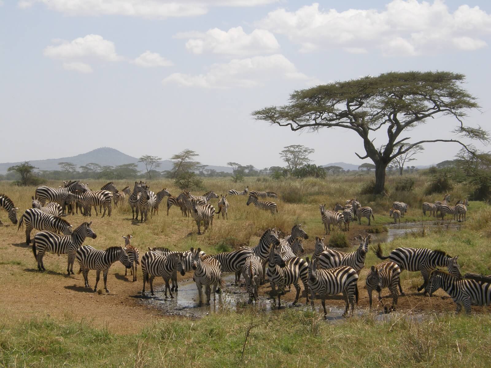 Arusha image