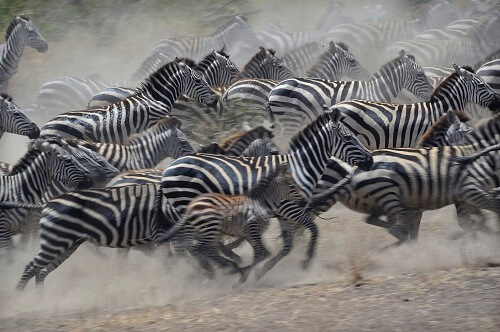 Serengeti image