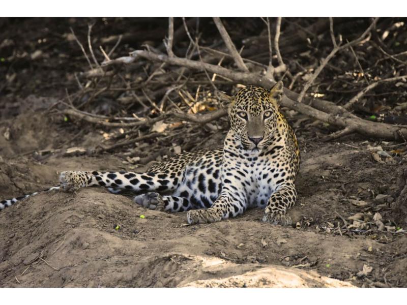 Der Yala Nationalpark image