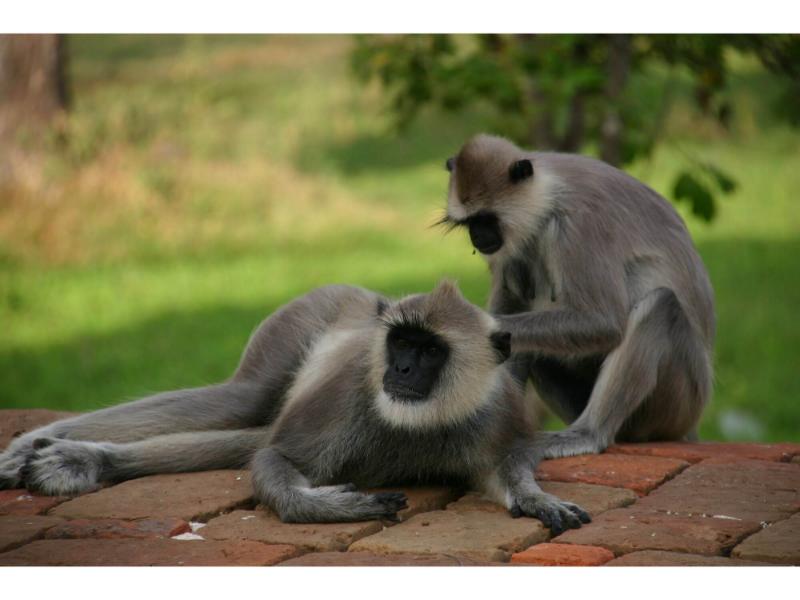 Horton Plains image