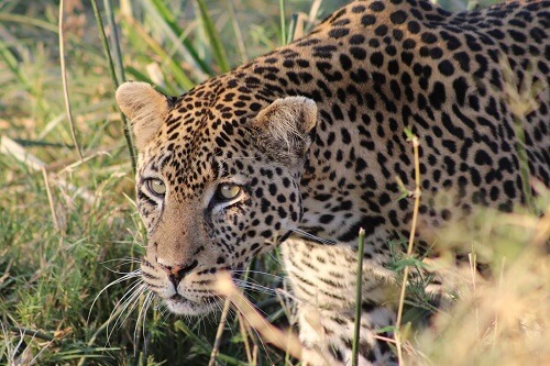Der Ruaha Natinalpark image