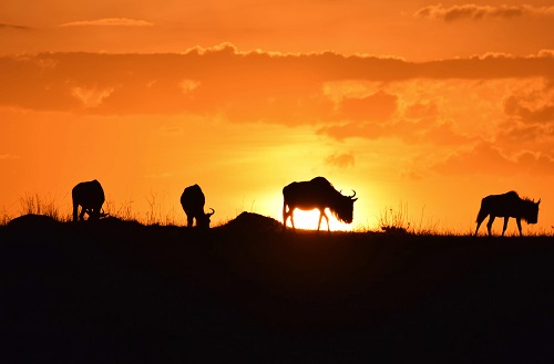 River Crossings in der Mara image