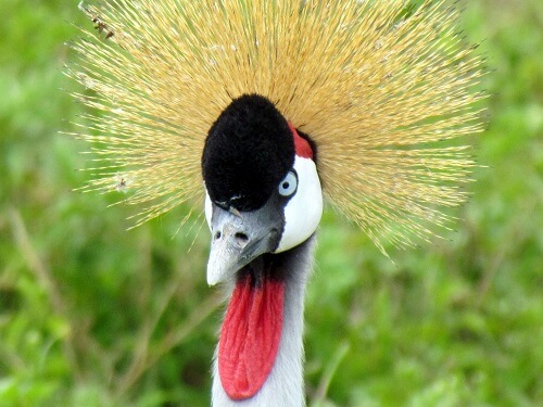 Lake Manyara image