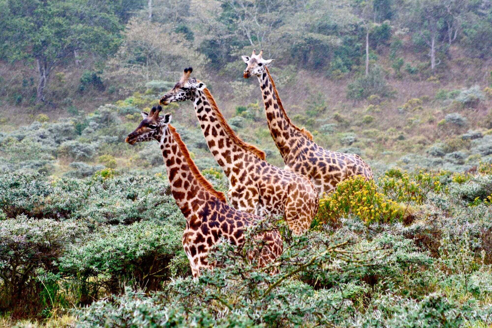Die Flamingos vom Lake Manyara image