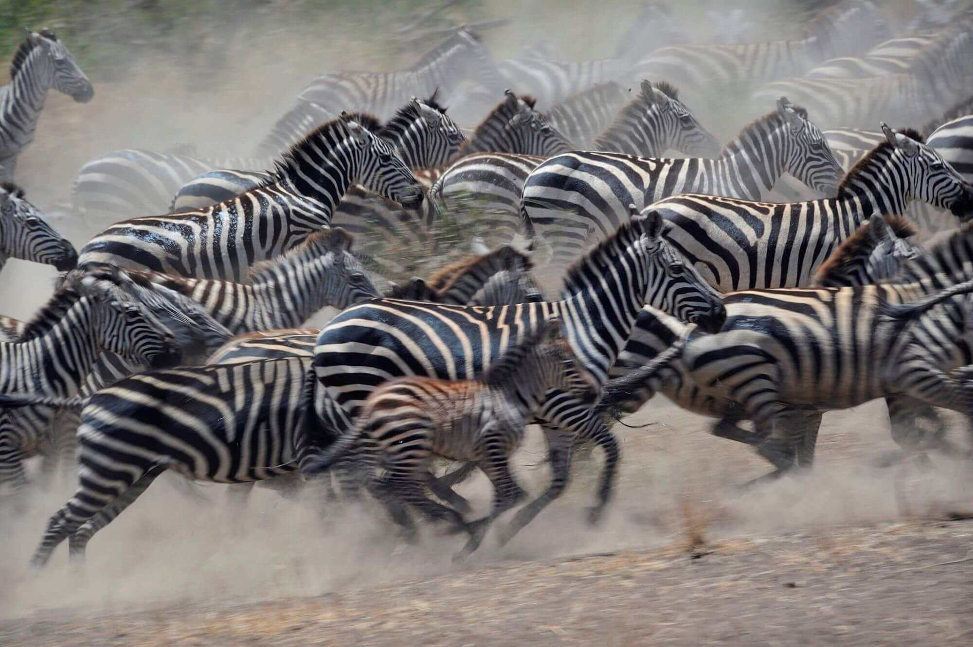 Die große Migration image