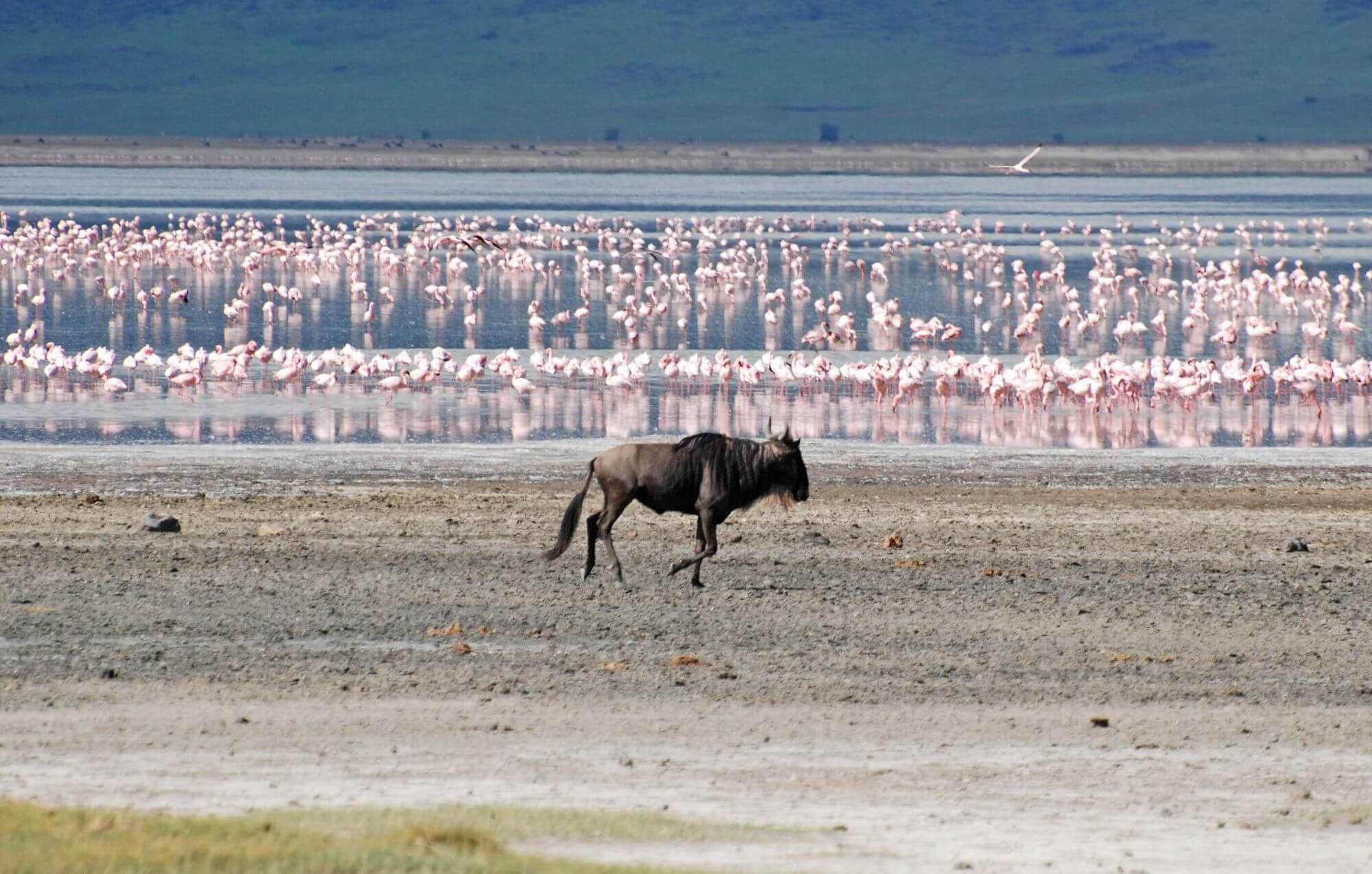 Bye, bye Serengeti, hallo Ngorongoro image
