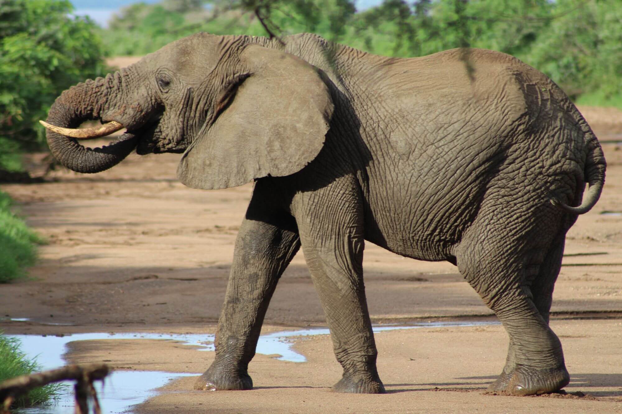 Lake Manyara Nationalpark image