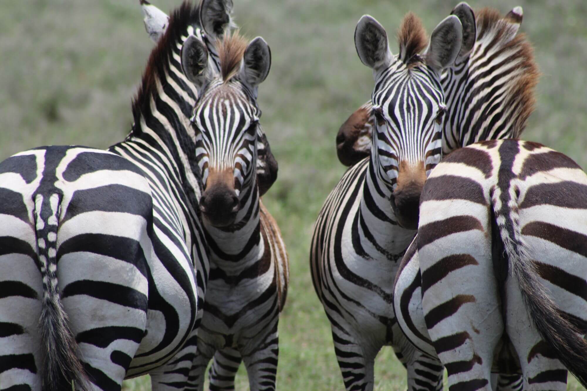 Serengeti Ndutu image