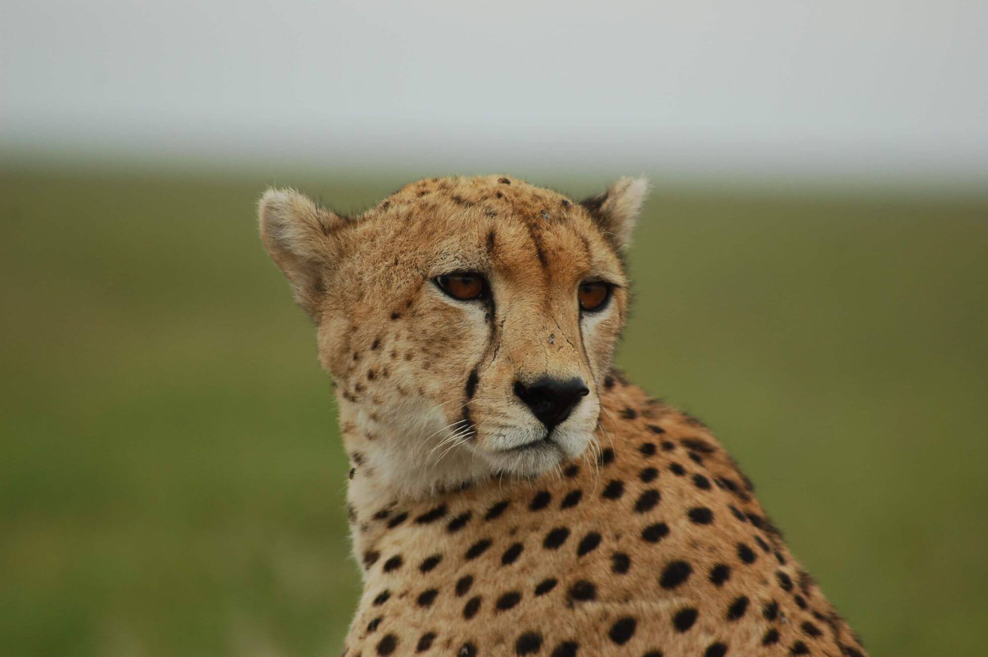 Serengeti Seronera image
