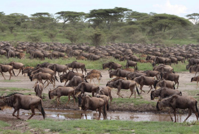 Tansania Serengeti Intensivsafari: die große Migration image