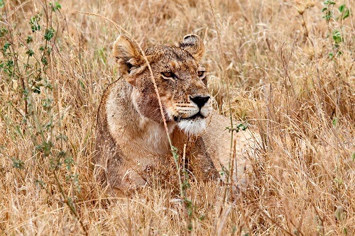 Safari Njema! image