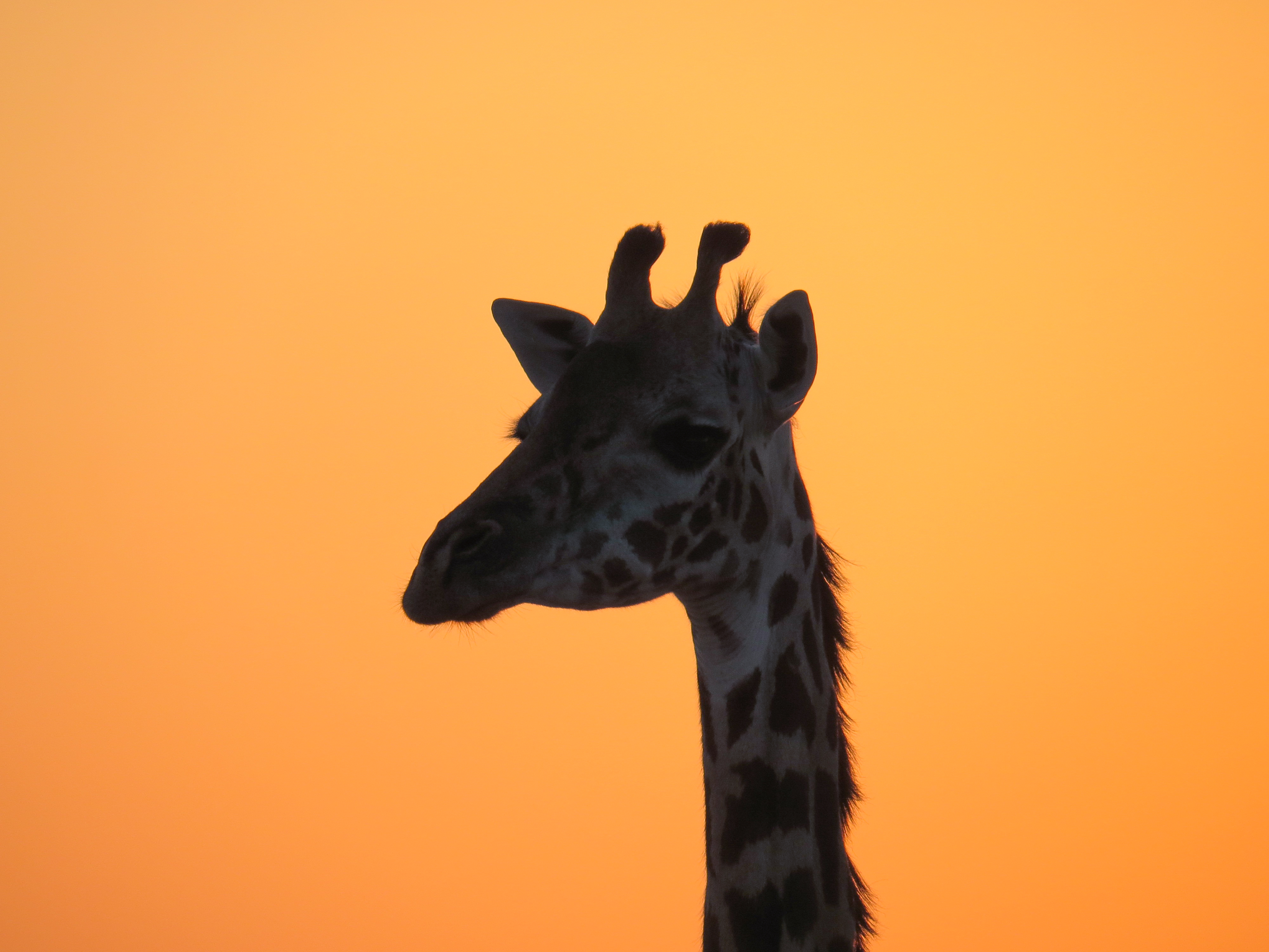 Ruaha Nationalpark image