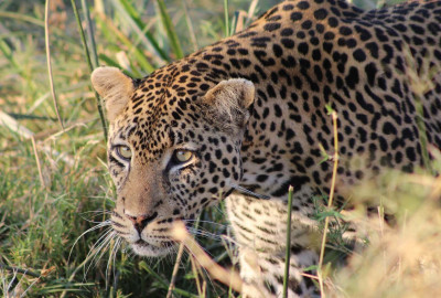Tansanias zwei schönste Perlen: Serengeti und Ruaha image