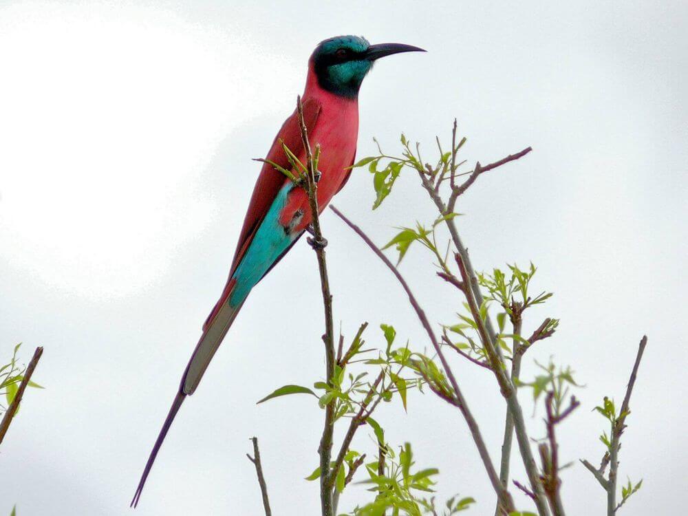 Einmal Uganda, immer Uganda image