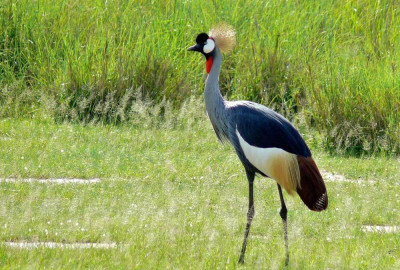 Uganda Grand Safari image
