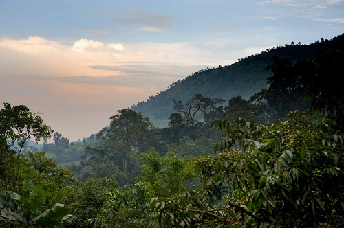 Bwindi Impenetrable Forest image