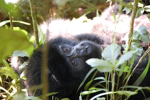 Bwindi Nkuringo image