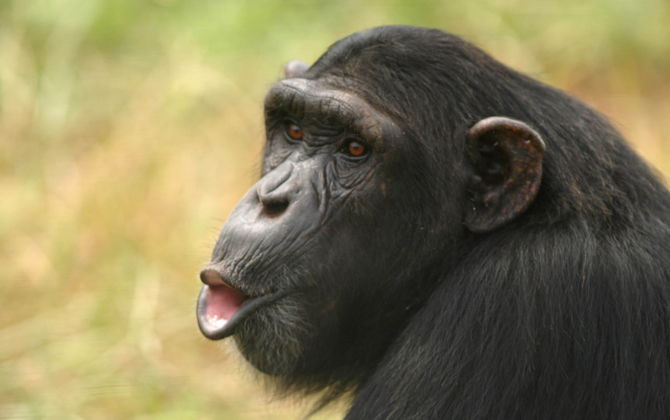 Kibale Forest image