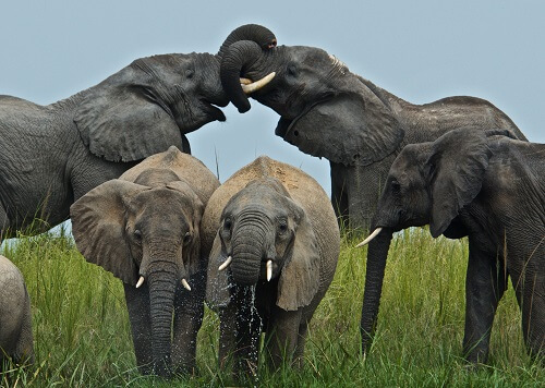 Kidepo Valley Nationalpark image