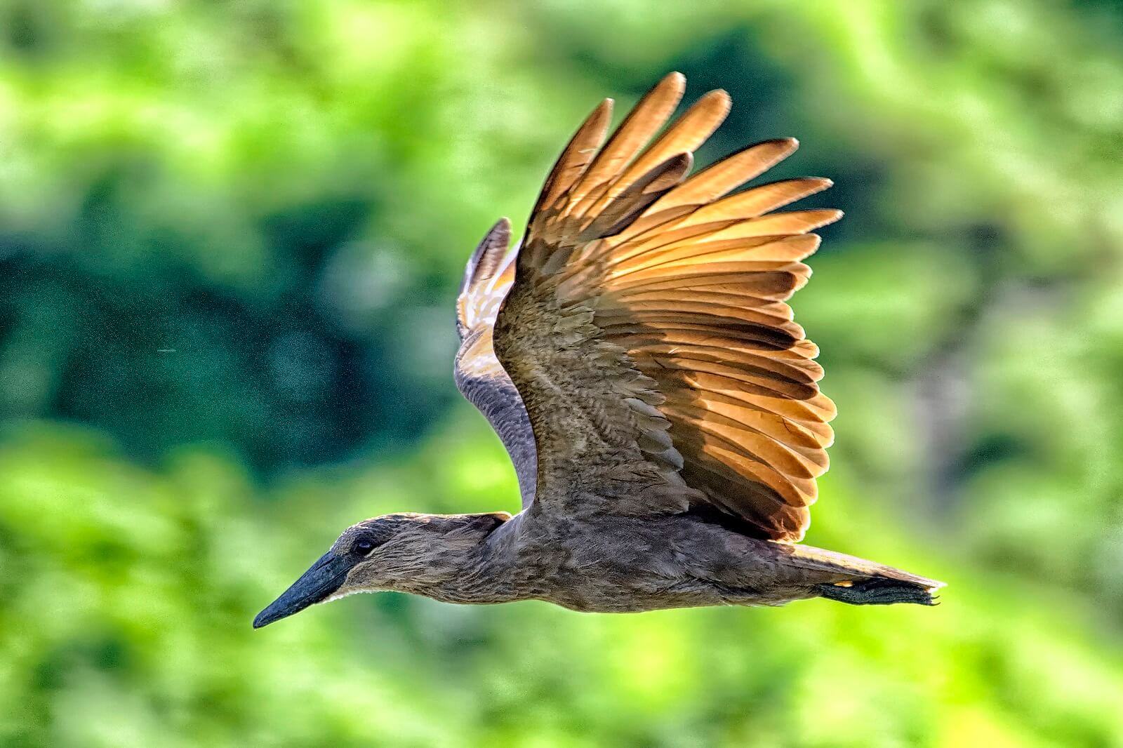 Queen Elisabeth Nationalpark Mweya image