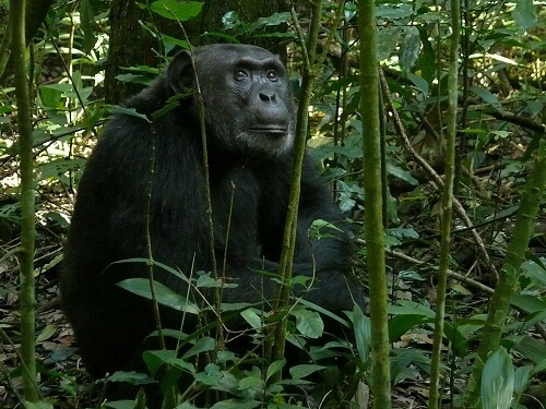 Kibale Forest image