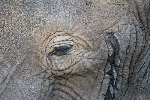 Queen Elisabeth Nationalpark image
