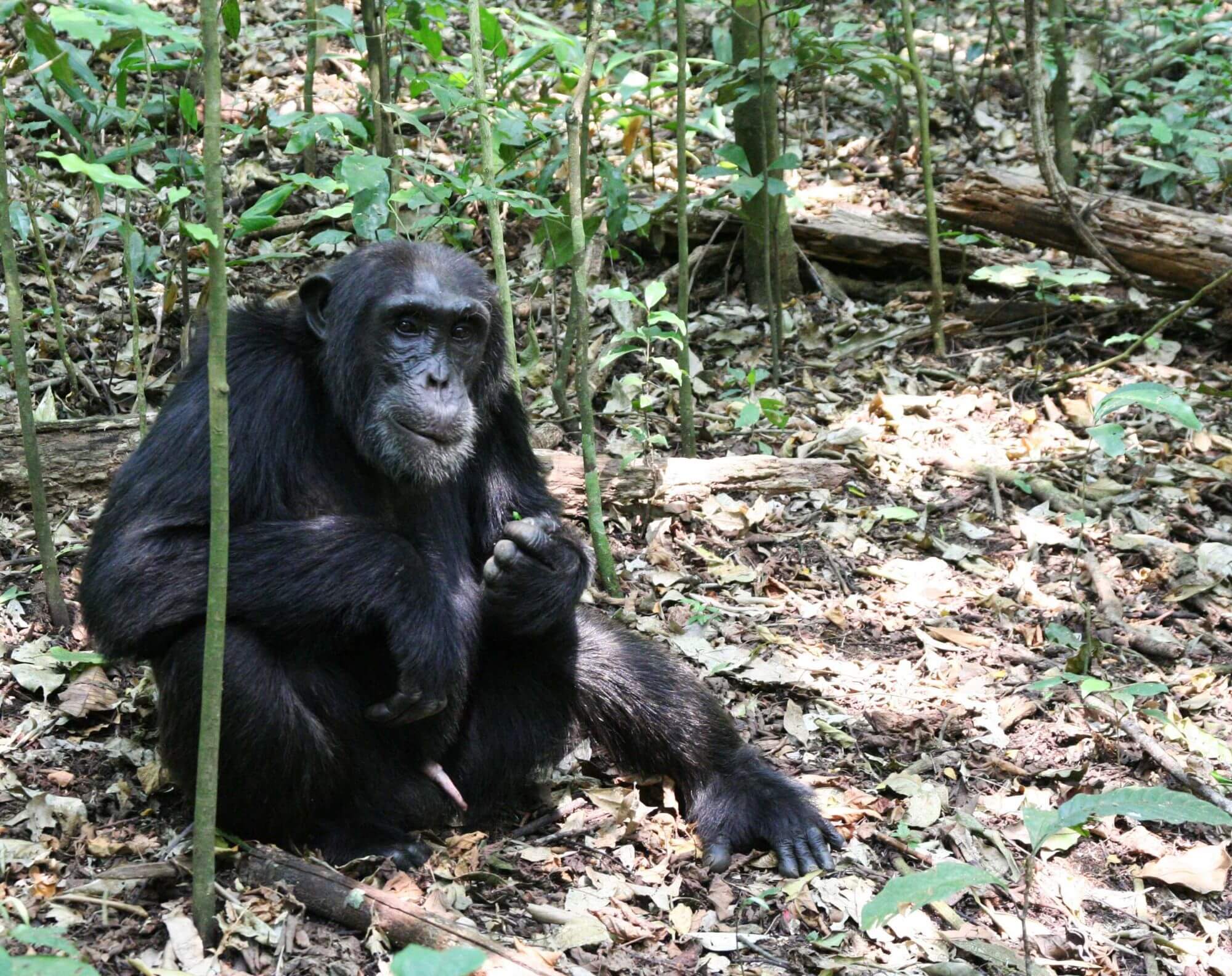 Kibale Forest Nationalpark image